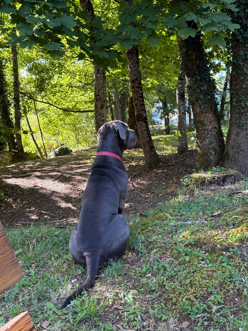 Cane Corso