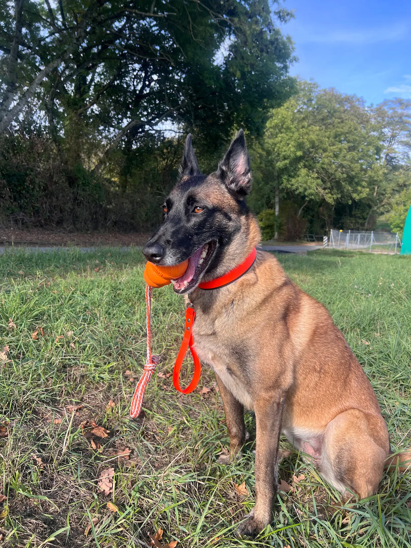 Malinois